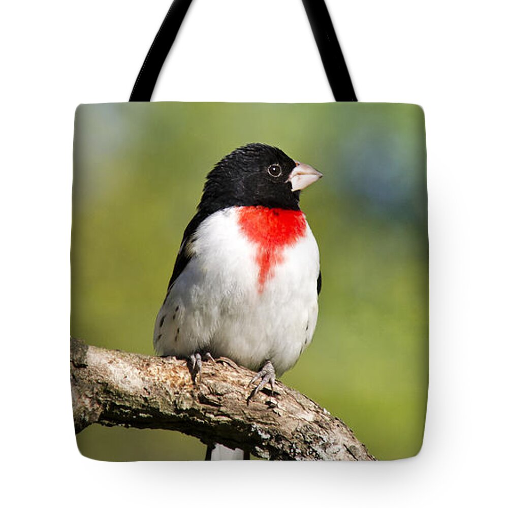 Rose Breasted Grosbeak Tote Bag featuring the photograph Male Grosbeak by Christina Rollo