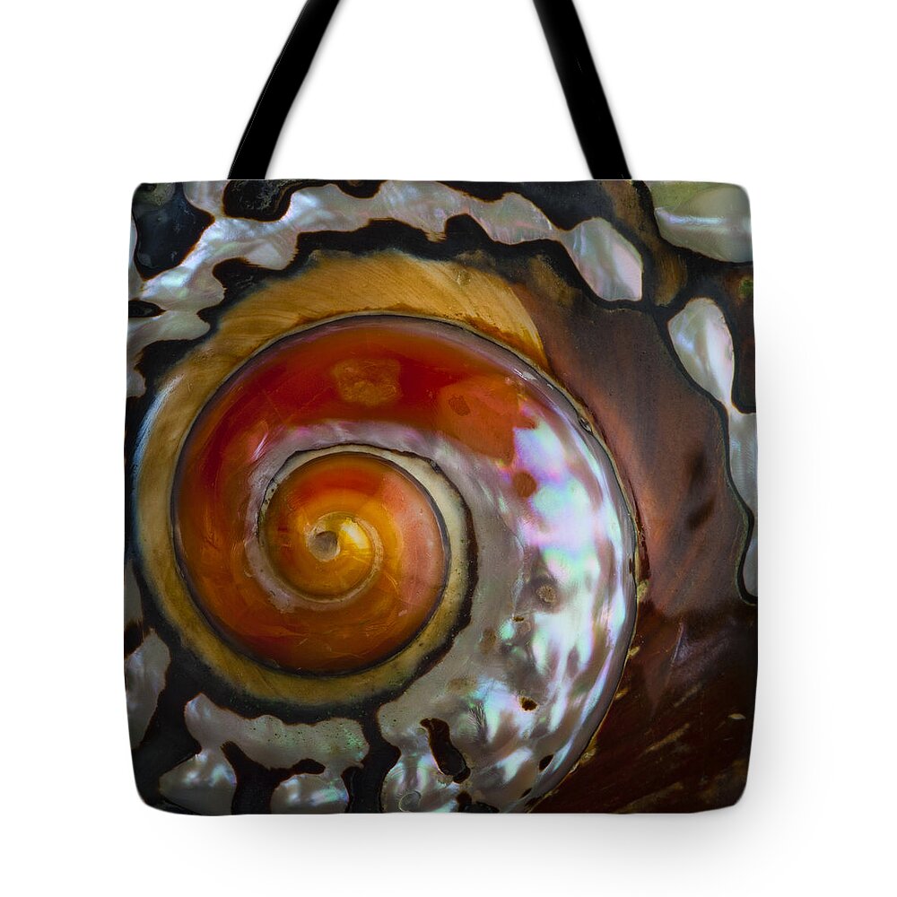 South African Tote Bag featuring the photograph South African Turban Shell by Carol Leigh