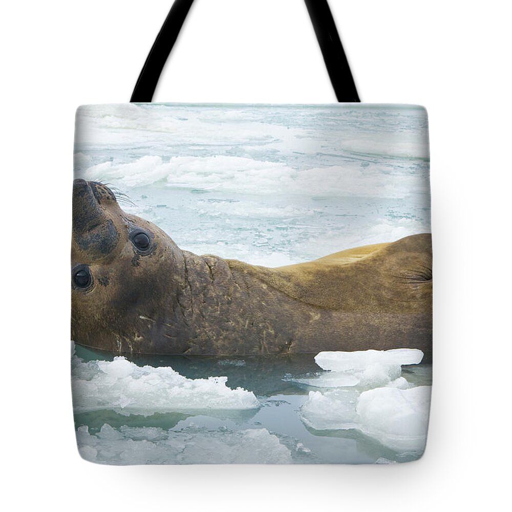 00345893 Tote Bag featuring the photograph Southern Elephant Seal Reclining by Yva Momatiuk John Eastcott