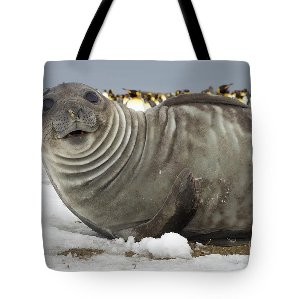 00345927 Tote Bag featuring the photograph Southern Elephant Seal Weaner by Yva Momatiuk John Eastcott