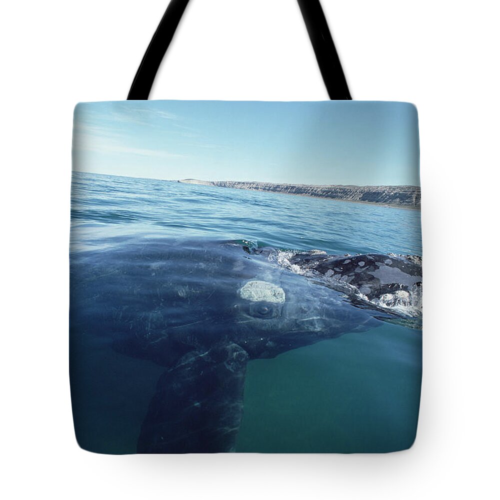 Feb0514 Tote Bag featuring the photograph Southern Right Whale At Surface by Flip Nicklin