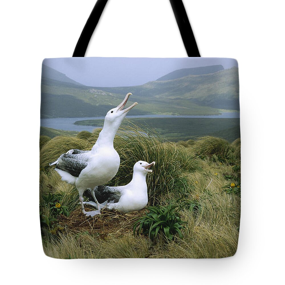 Feb0514 Tote Bag featuring the photograph Southern Royal Albatrosses At Nest by Konrad Wothe