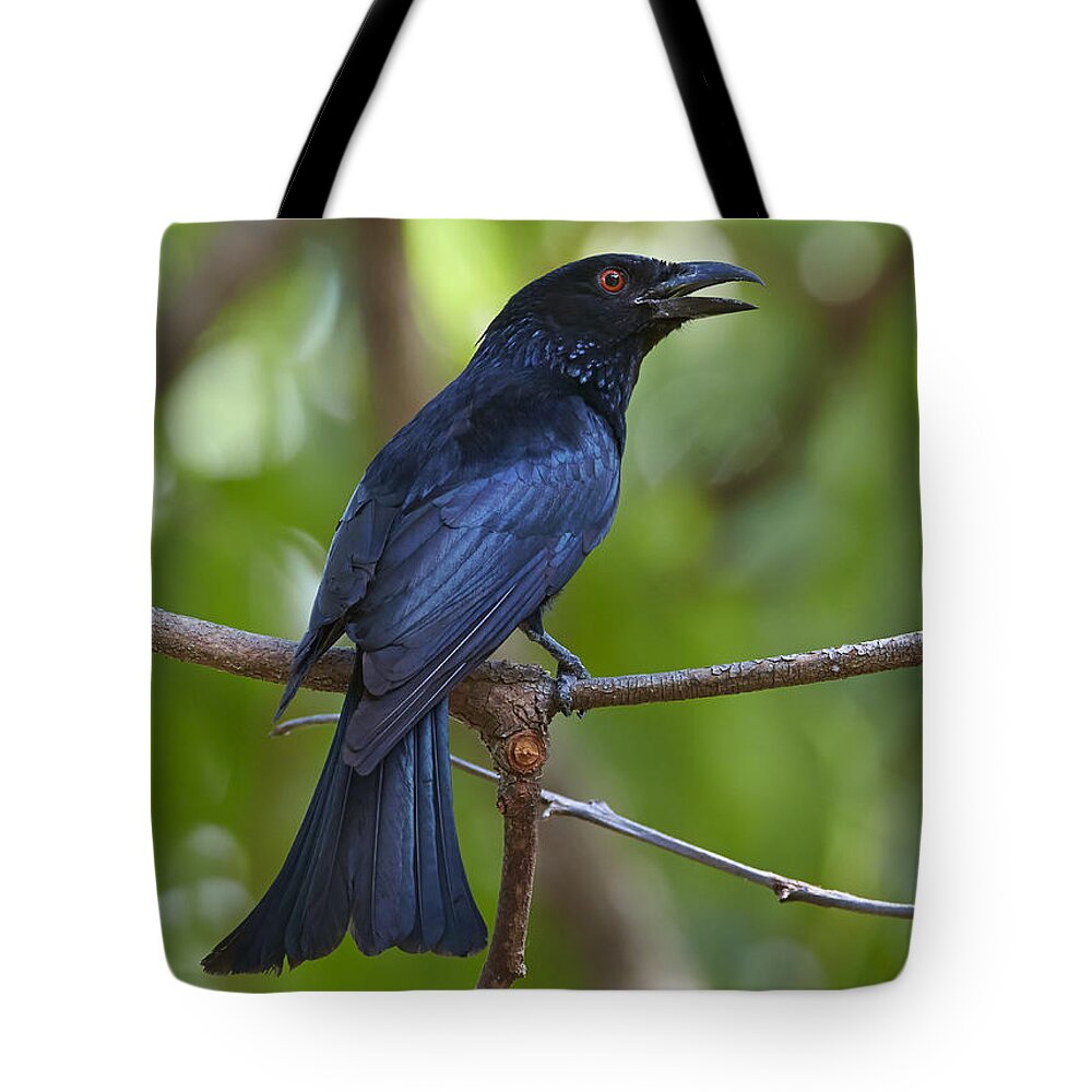 Martin Willis Tote Bag featuring the photograph Spangled Drongo Calling Queensland by Martin Willis