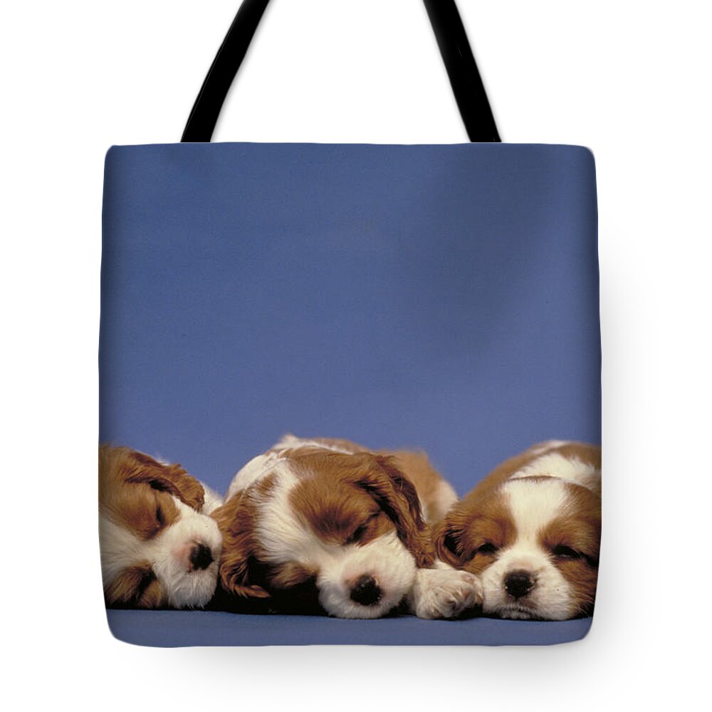 Animal Tote Bag featuring the photograph Spaniel Puppies by Jeanne White