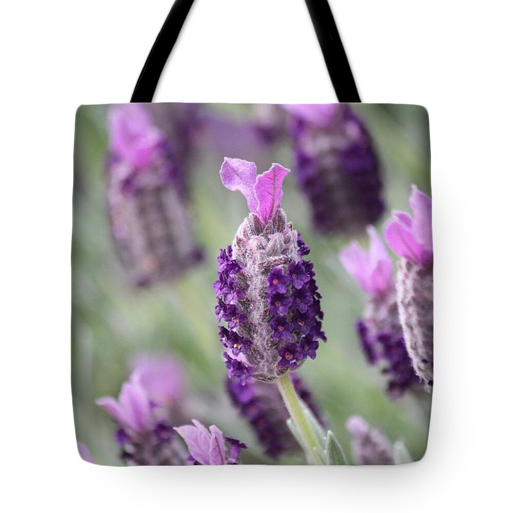 Spanish Lavender Tote Bag featuring the photograph Spanish Breeze by Amy Gallagher