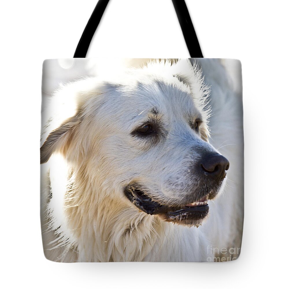 Dog Tote Bag featuring the photograph Spanish White Dog by Heiko Koehrer-Wagner