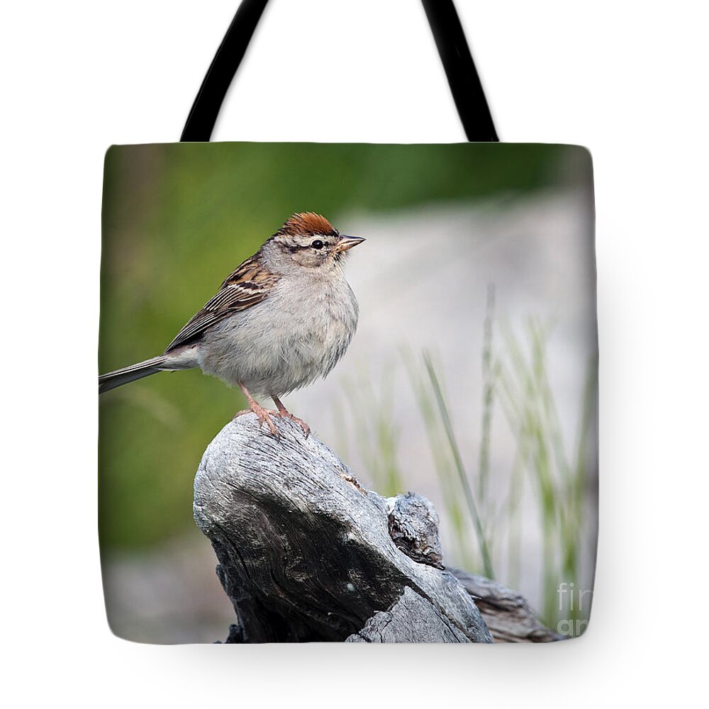 Sparrow Tote Bag featuring the photograph Sparrow by Shannon Carson