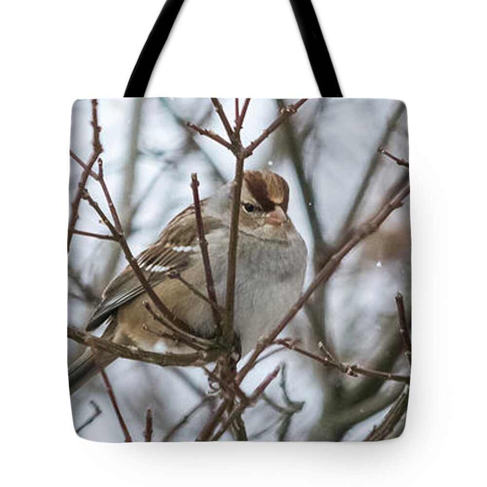 Sparrow Tote Bag featuring the photograph Sparrows in the Winter by Holden The Moment