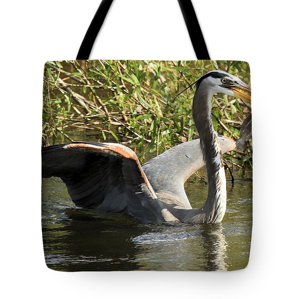 Great Blue Heron Tote Bag featuring the photograph Speared by Adam Jewell