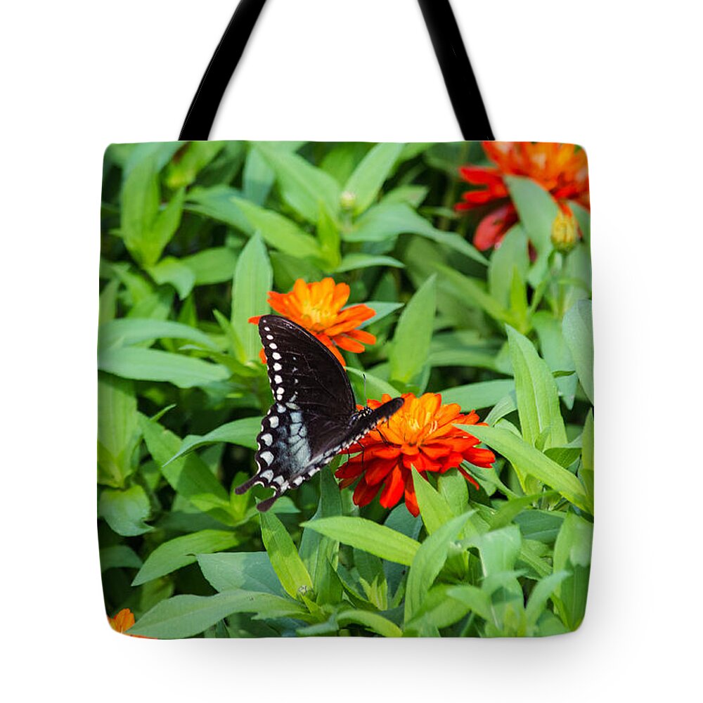 Spicebush Tote Bag featuring the photograph Spicebush Swallowtail by Angela DeFrias