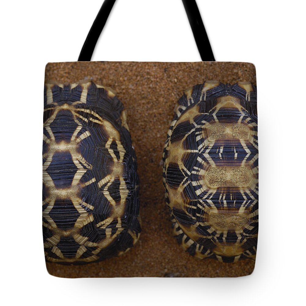 Feb0514 Tote Bag featuring the photograph Spider Tortoisel Radiated Tortoise R by Pete Oxford