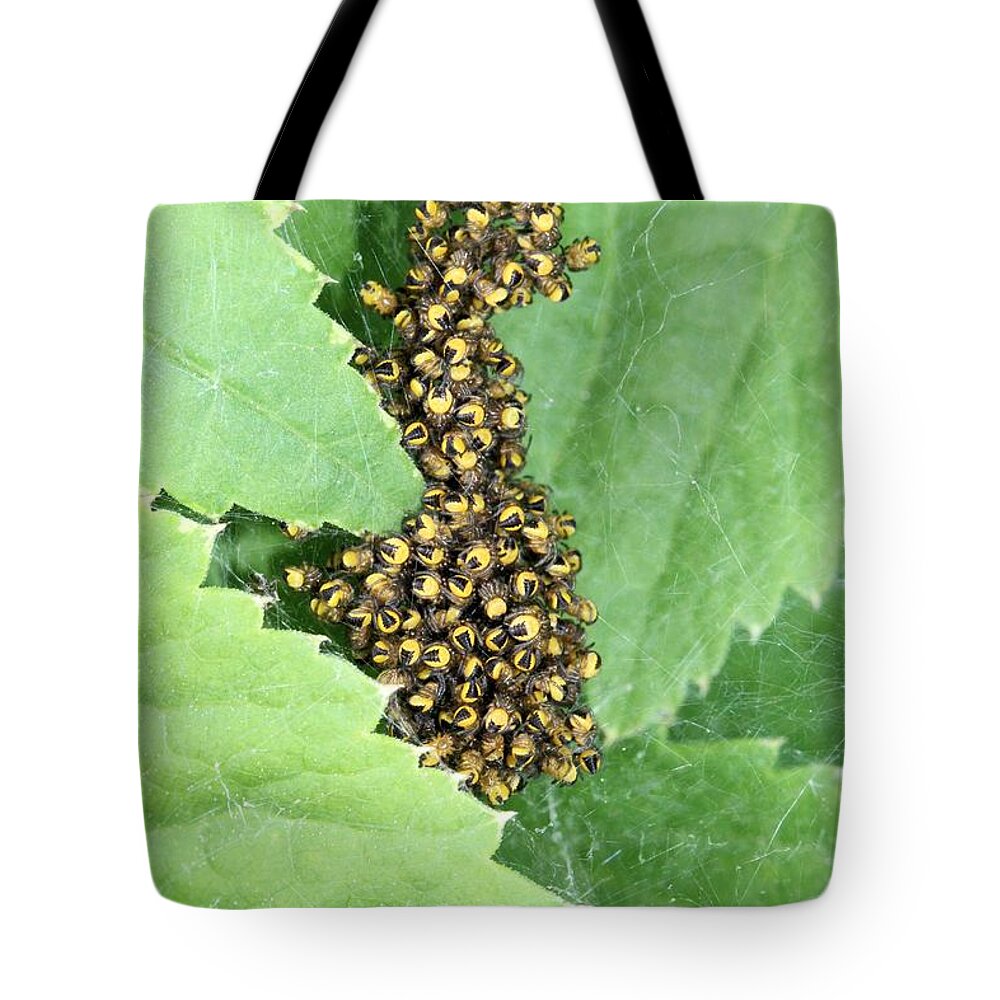 Spider Tote Bag featuring the photograph Spiderling cluster by Doris Potter