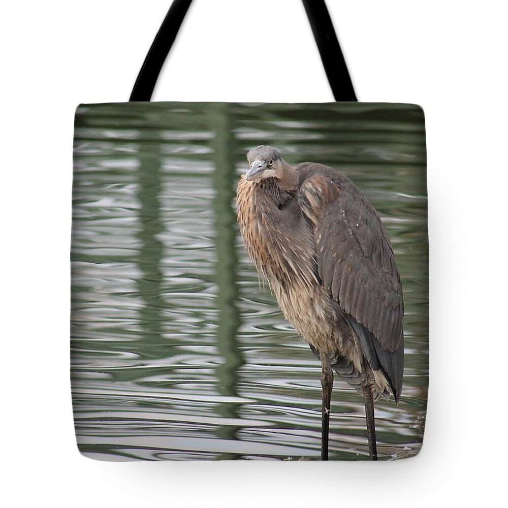 Ardea Herodias Tote Bag featuring the photograph Spotted by a Great Blue Heron by Robert Banach