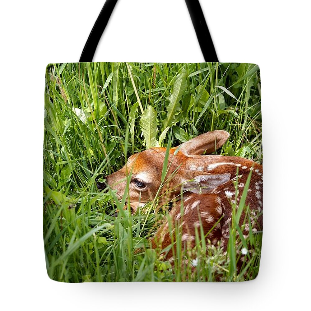 Fawn Tote Bag featuring the photograph Spotted Fawn by Angie Rea