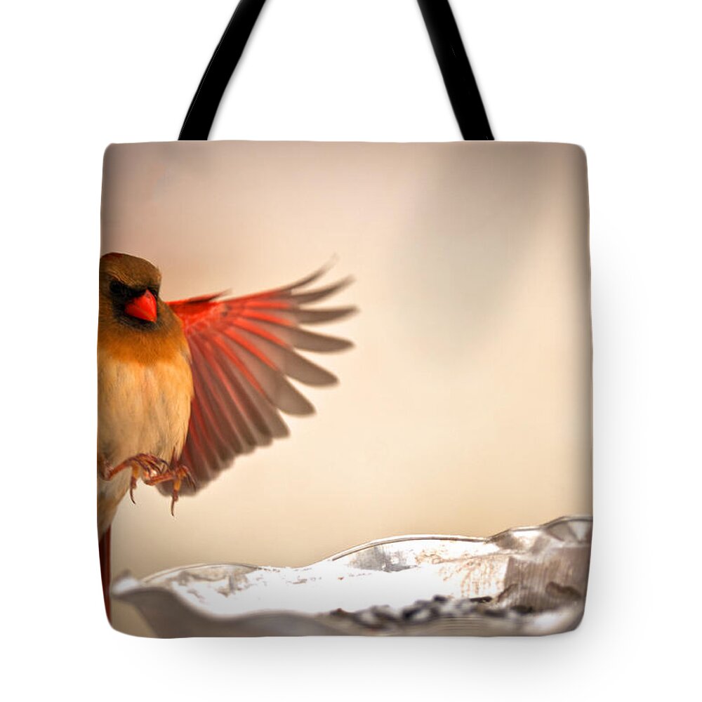 Spread Wing Landing Cardinal Red Birds Tote Bag featuring the photograph Spread Wing Landing Cardinal by Randall Branham