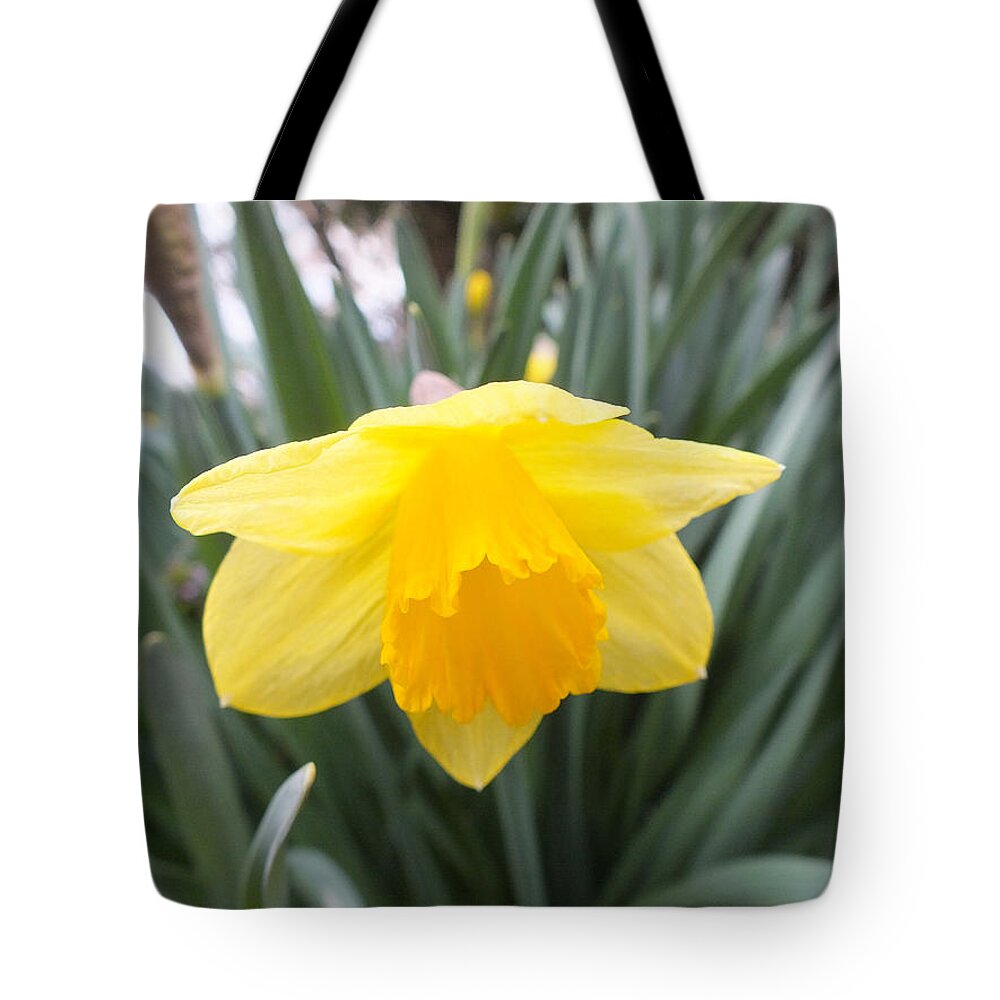 Daffodil Tote Bag featuring the photograph Spring Daffodil by Kimmary MacLean