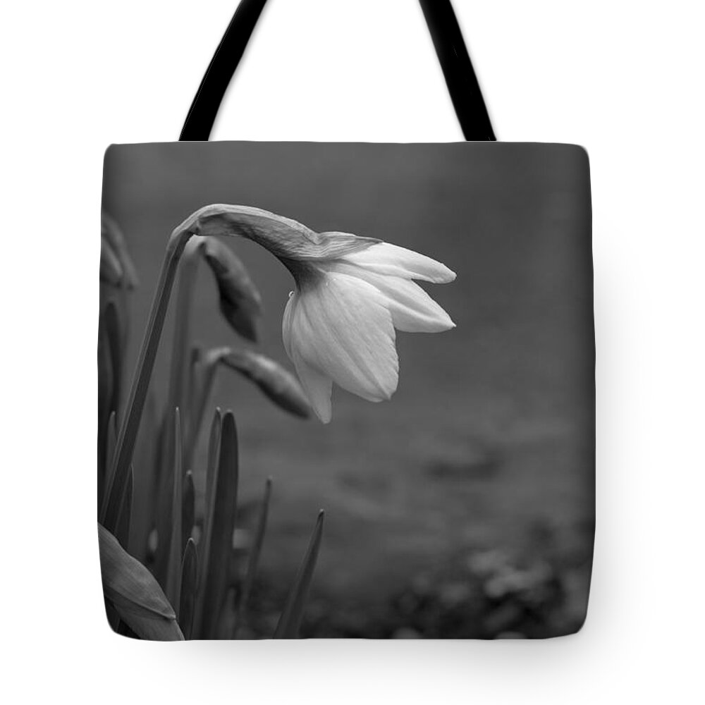 Flowers Tote Bag featuring the photograph Spring Daffodils by Ron Roberts