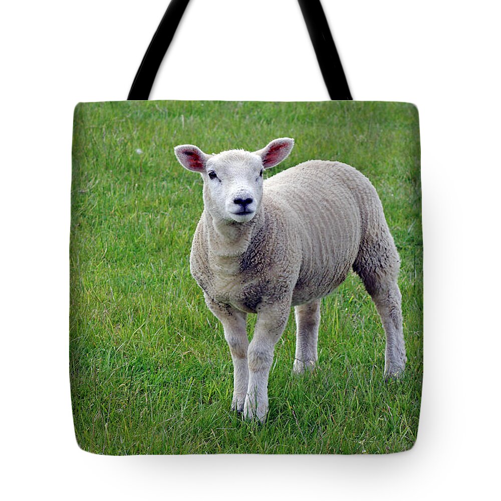 Lamb Tote Bag featuring the photograph Spring Lamb by Tony Murtagh