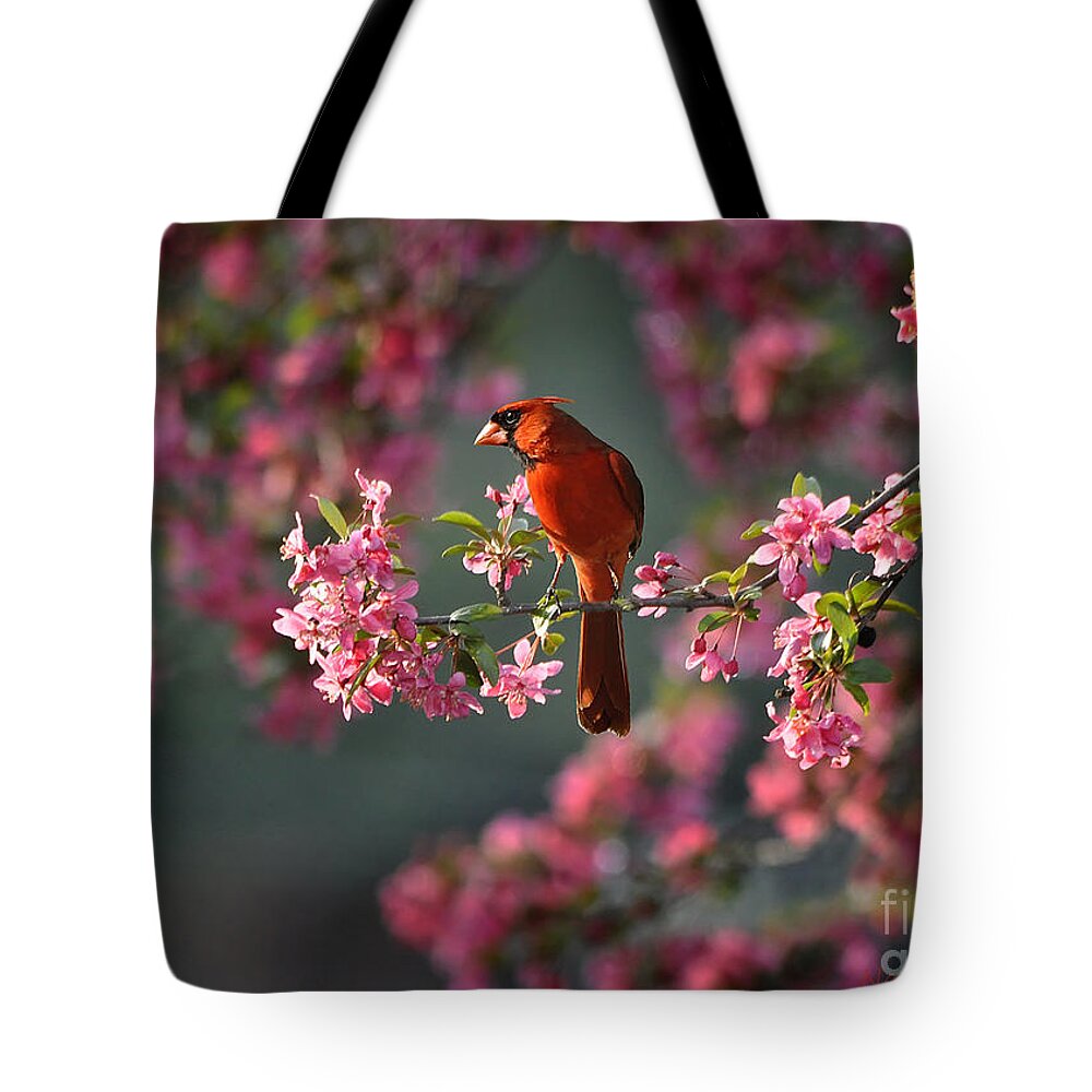Nature Tote Bag featuring the photograph Spring Morning Cardinal by Nava Thompson