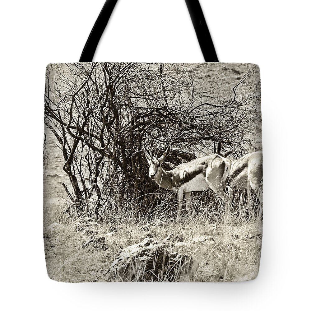 Springbok Tote Bag featuring the photograph Springbok V2 by Douglas Barnard