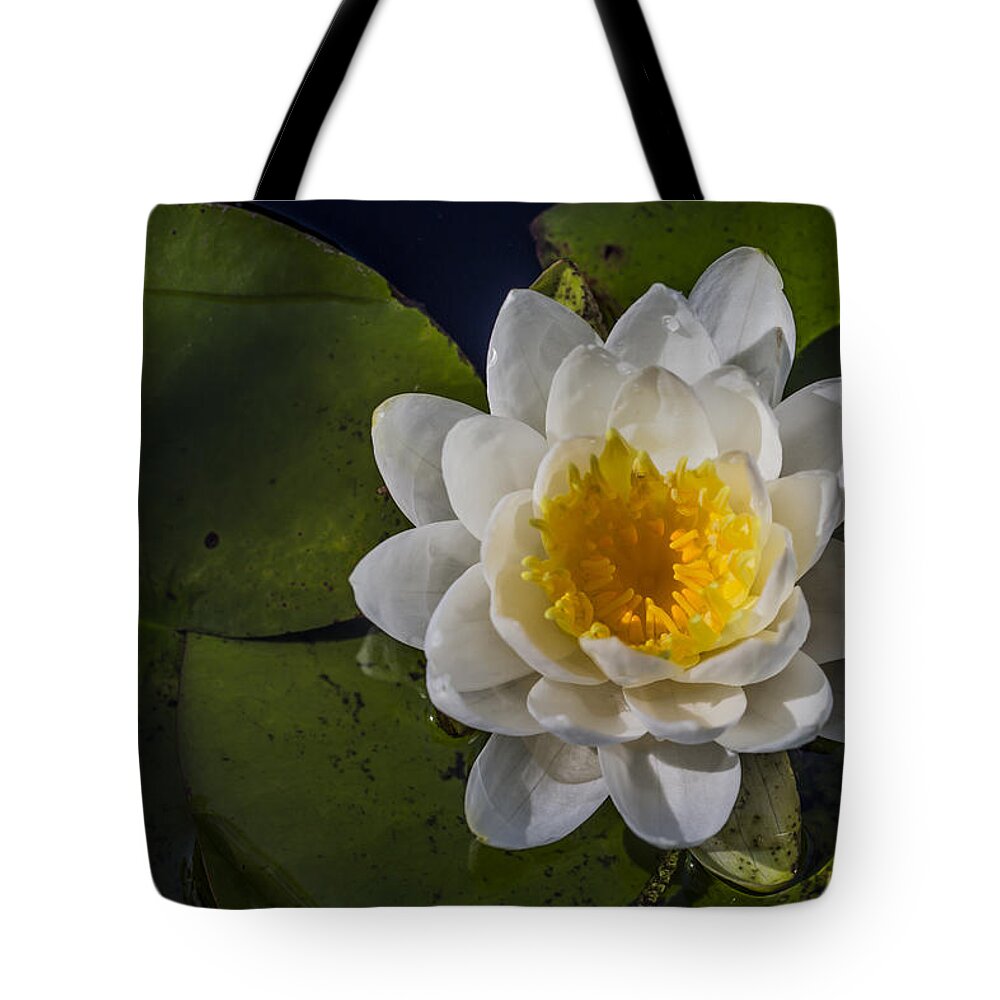 Andrew Pacheco Tote Bag featuring the photograph Springtime In the Swamp by Andrew Pacheco