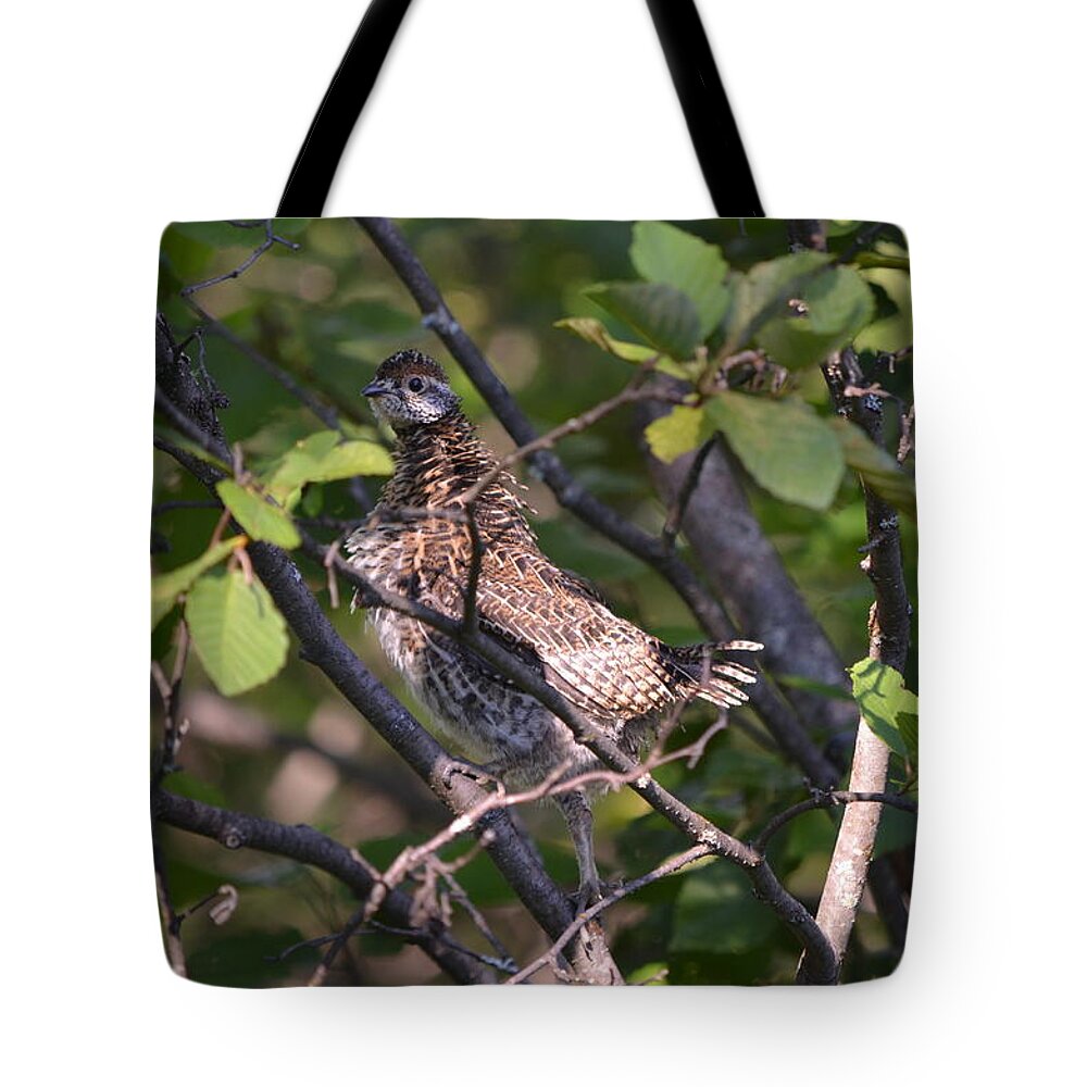 Nature Tote Bag featuring the photograph Spruce Grouse2 by James Petersen