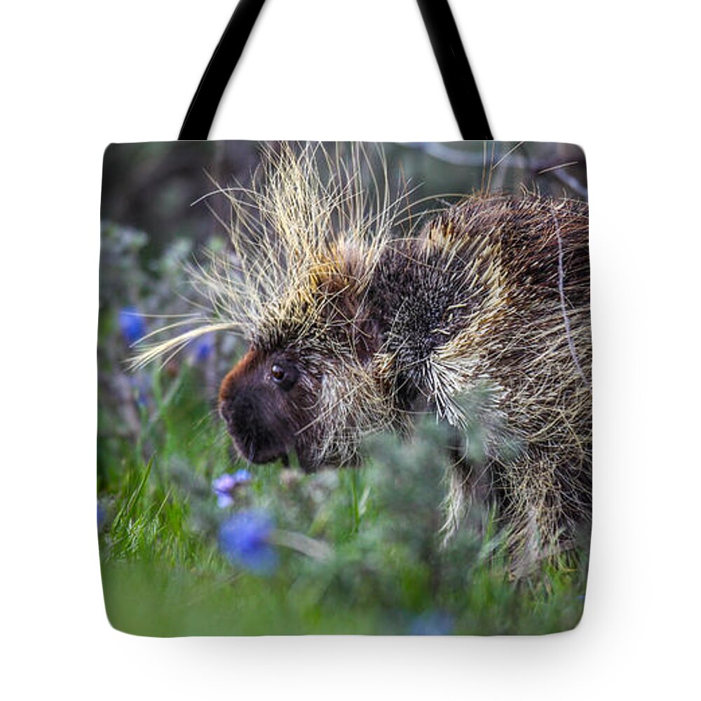 Big Horn Sheep Tote Bag featuring the photograph Square Squeze by Kevin Dietrich