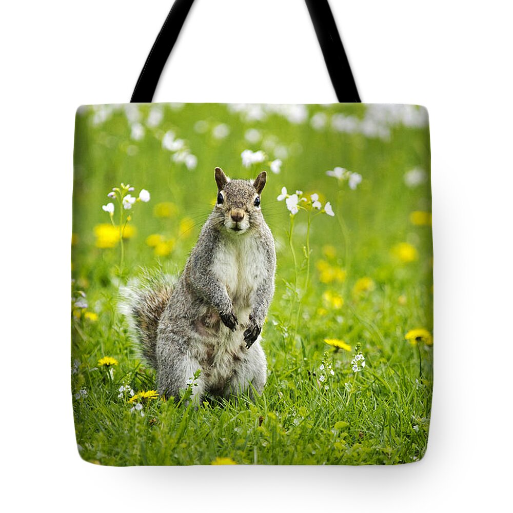 Animal Tote Bag featuring the photograph Squirrel Patrol by Christina Rollo