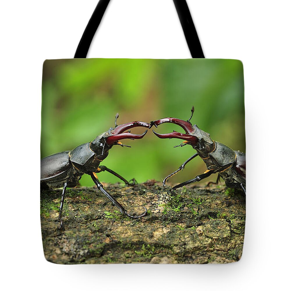 Feb0514 Tote Bag featuring the photograph Stag Beetle Fighting Switzerland by Thomas Marent