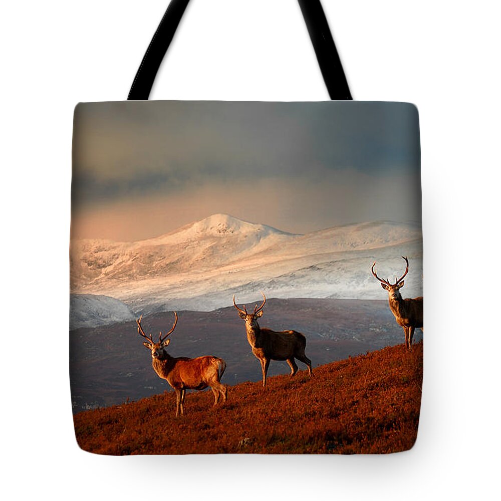 Stag Tote Bag featuring the photograph Stags at Strathglass by Gavin Macrae