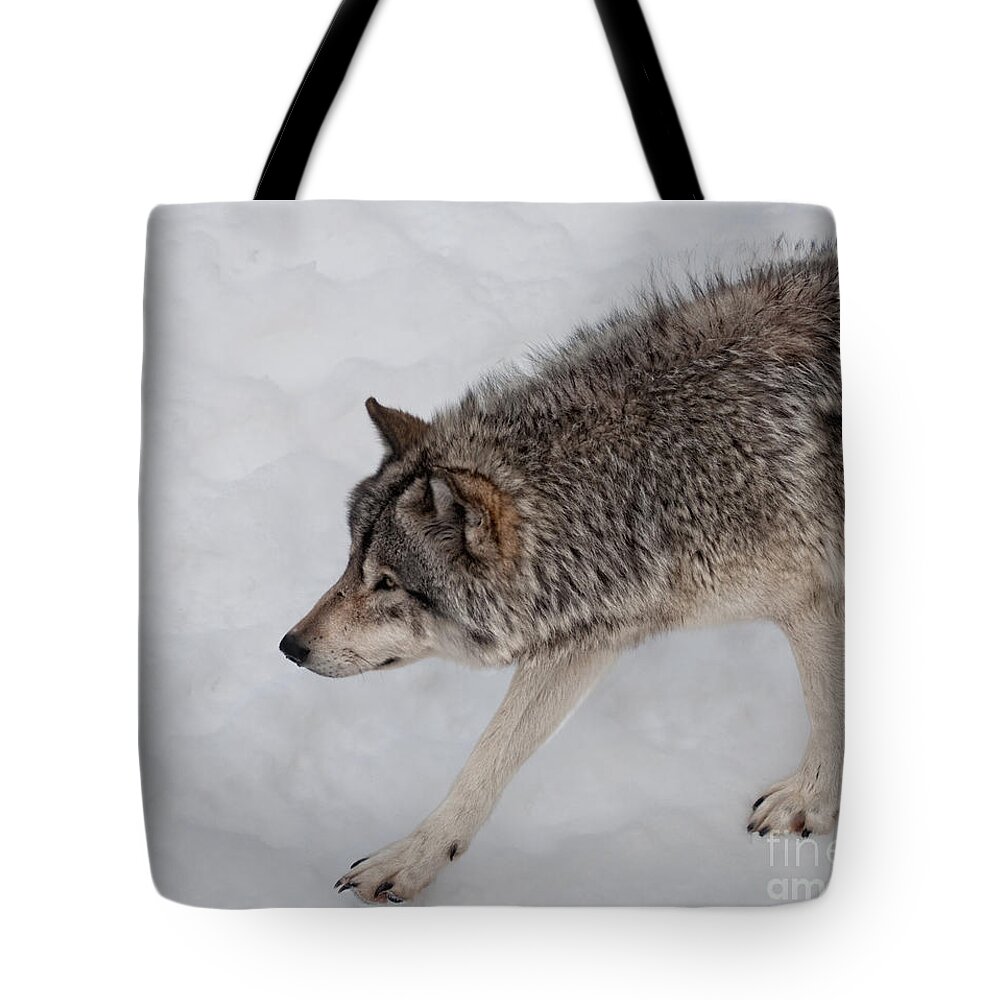 Timberwolf Tote Bag featuring the photograph Stalker by Bianca Nadeau