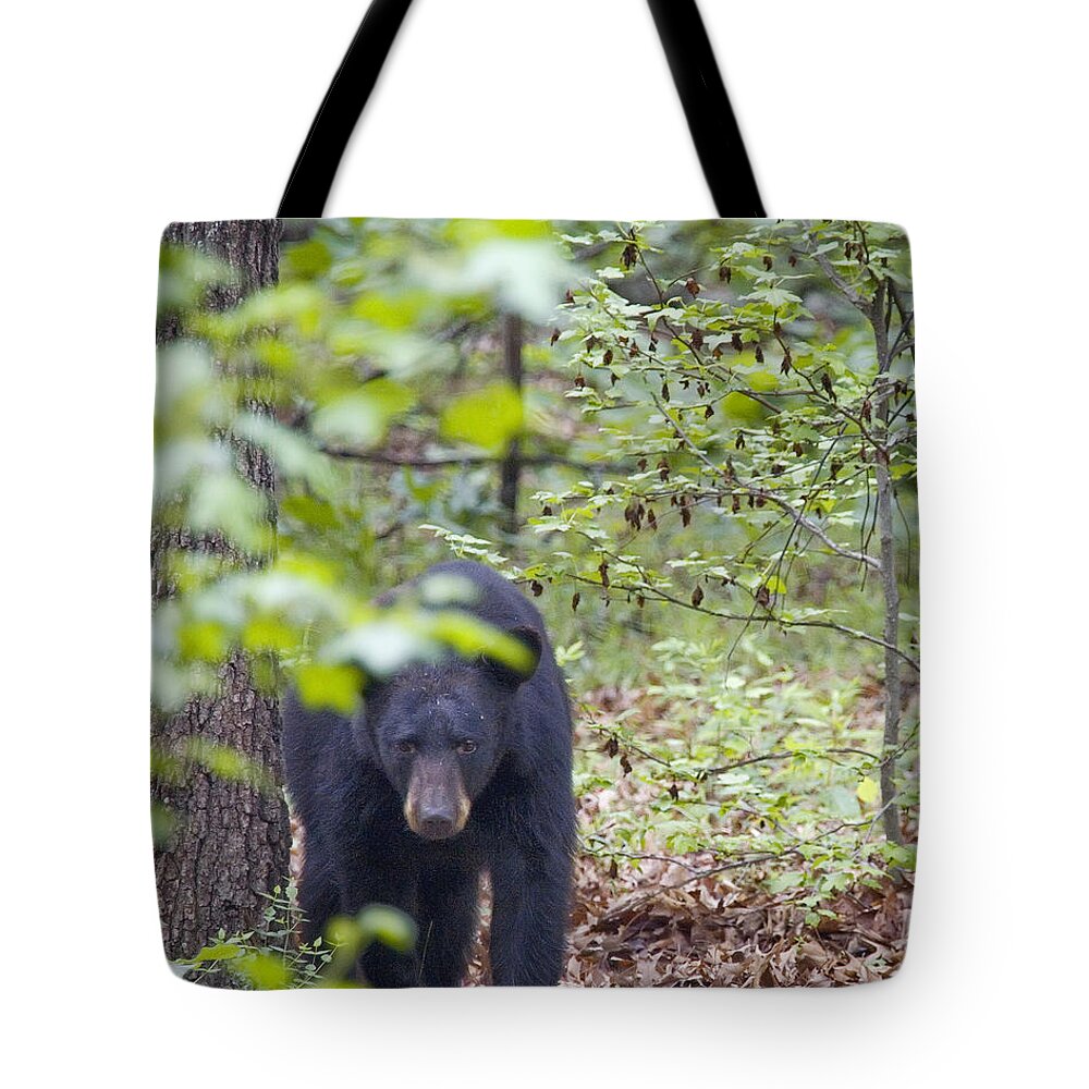 Black Bear Tote Bag featuring the photograph Stalking Black Bear in Woods by Michael Dougherty