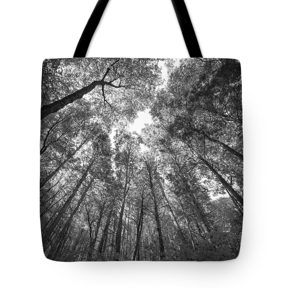 Standing Among Giants Tote Bag featuring the photograph Standing Among Giants BW by Michael Ver Sprill