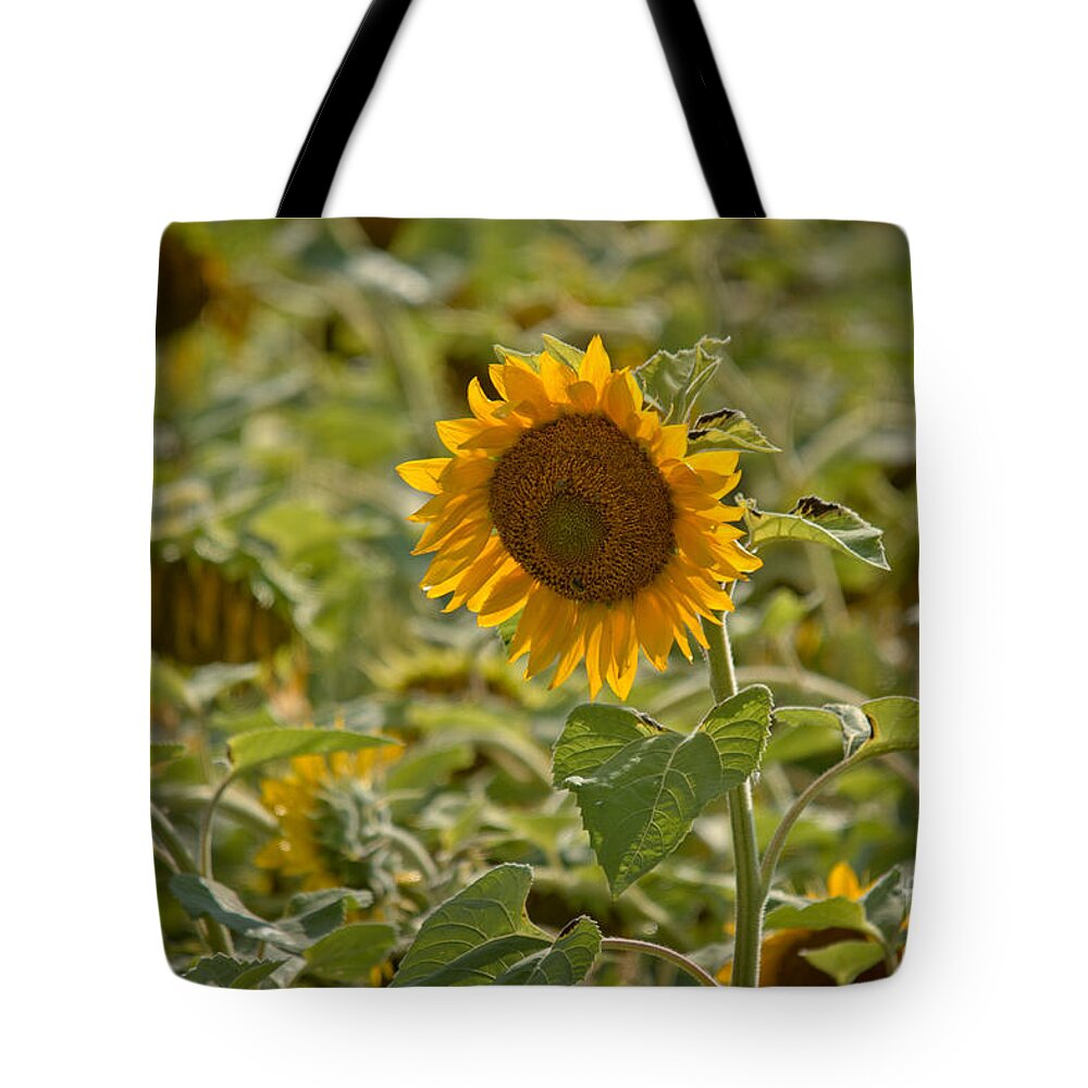 Sunflowers Tote Bag featuring the photograph Standing Tall by Cheryl Baxter