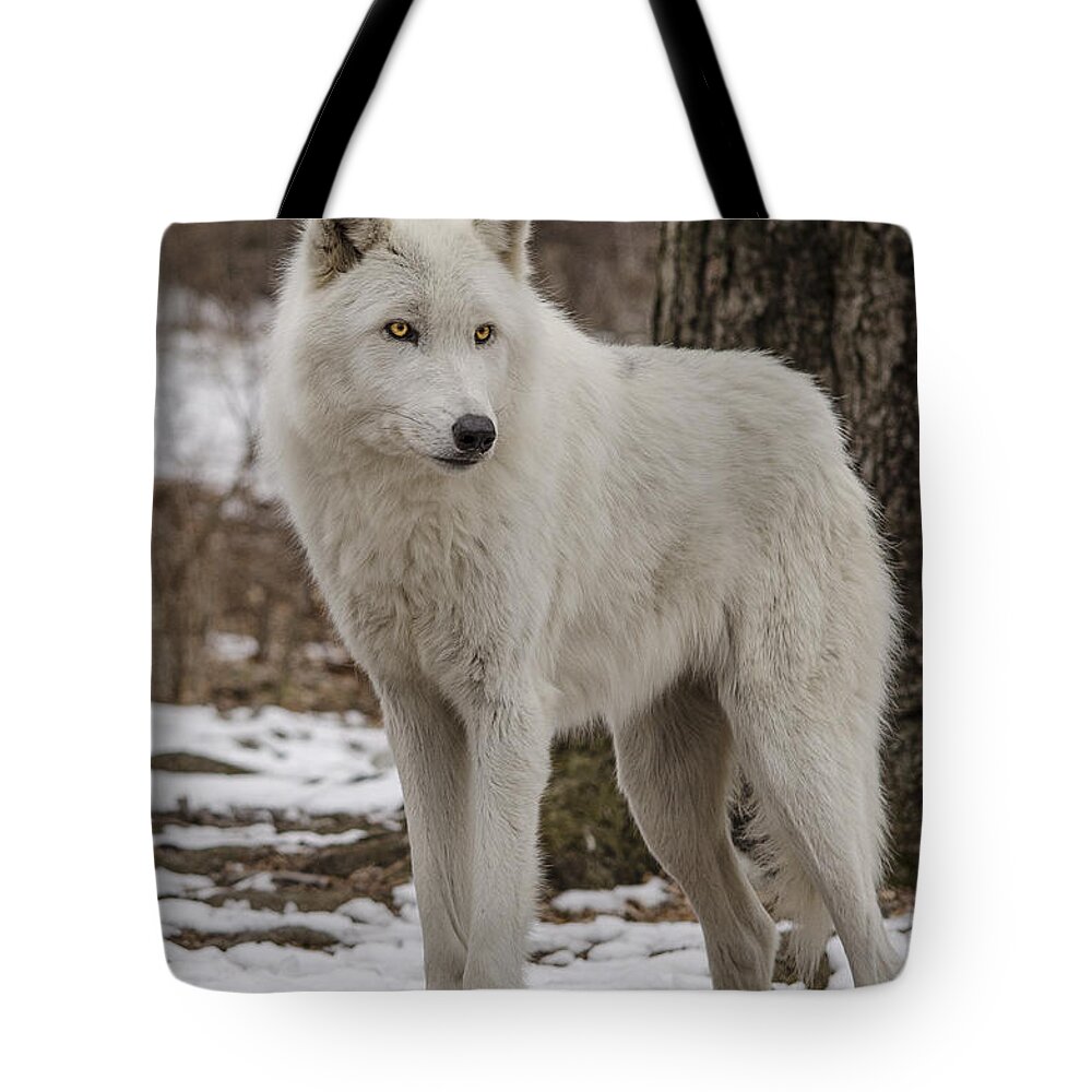 Artic Wolf Tote Bag featuring the photograph Standing Wolf by GeeLeesa Productions