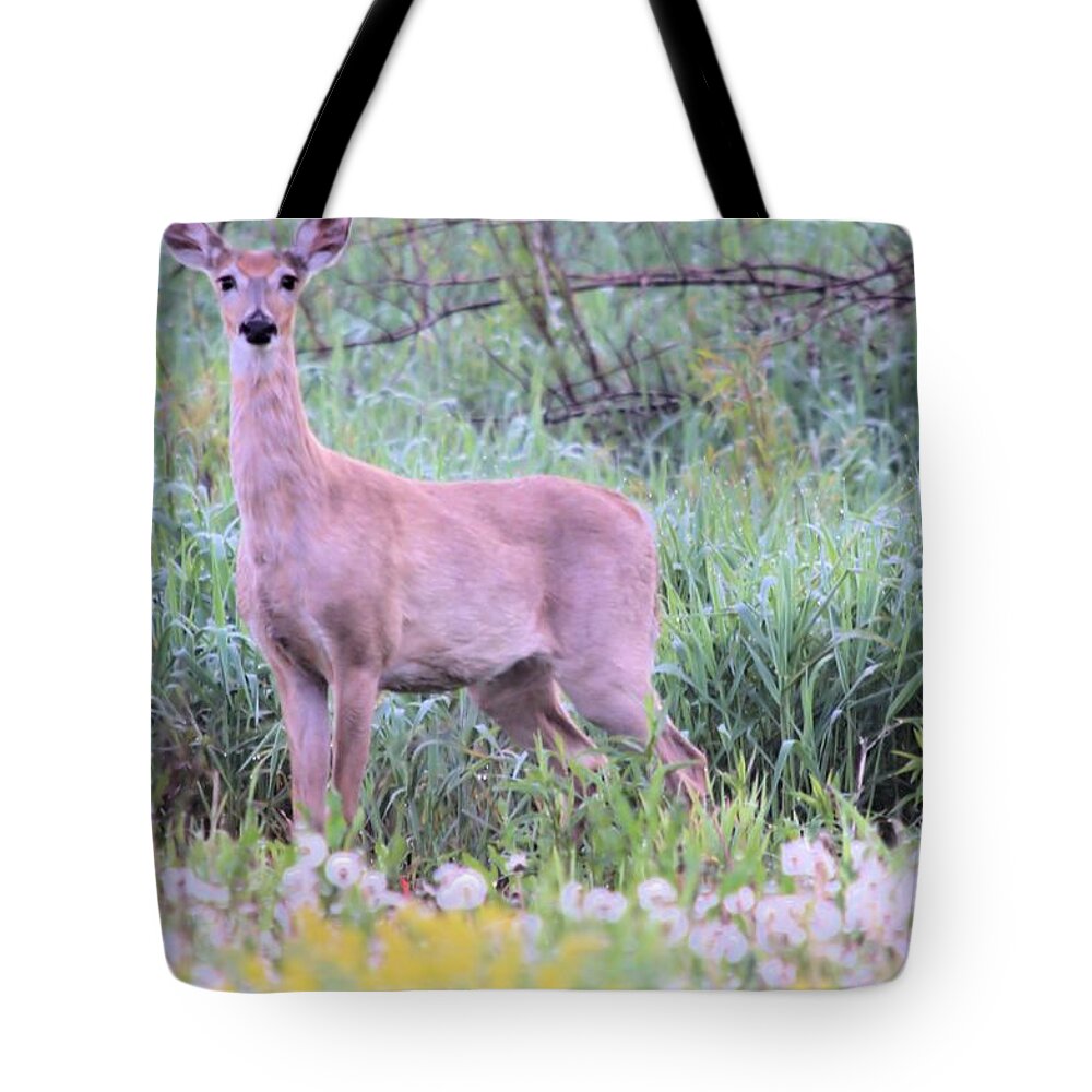 Doe Tote Bag featuring the photograph Stare Down by Bonfire Photography