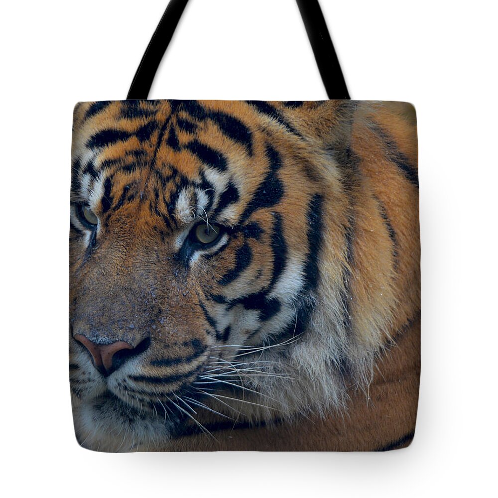 Tiger Tote Bag featuring the photograph Stare Through by Maggy Marsh