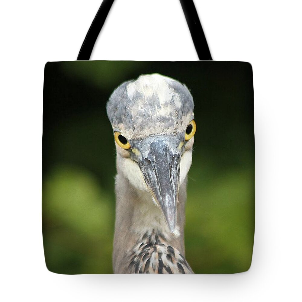Bird Tote Bag featuring the photograph Staredown by Heather King