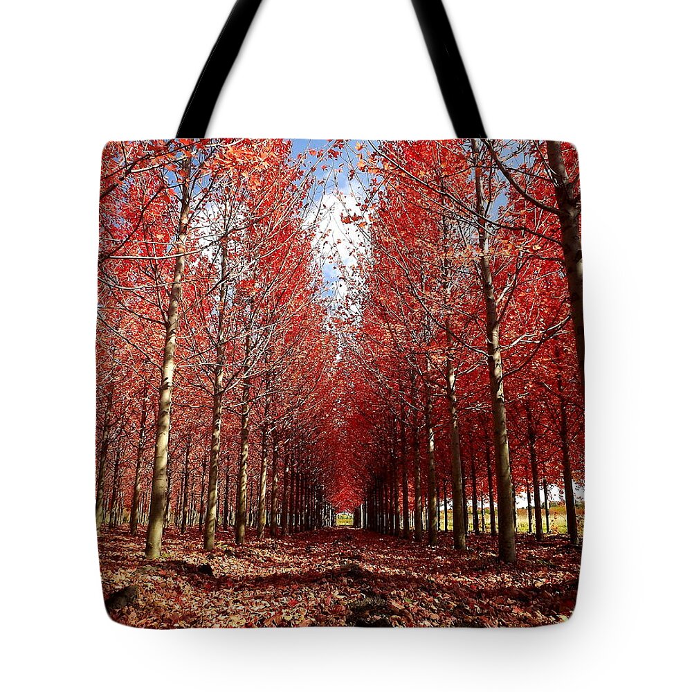 Autumn Tote Bag featuring the photograph Stay by Viviana Nadowski