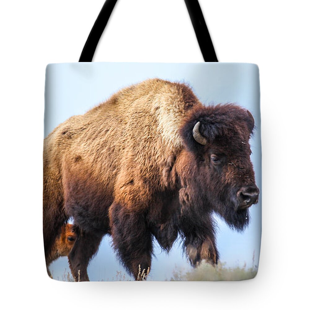 Big Horn Sheep Tote Bag featuring the photograph Staying Close by Kevin Dietrich