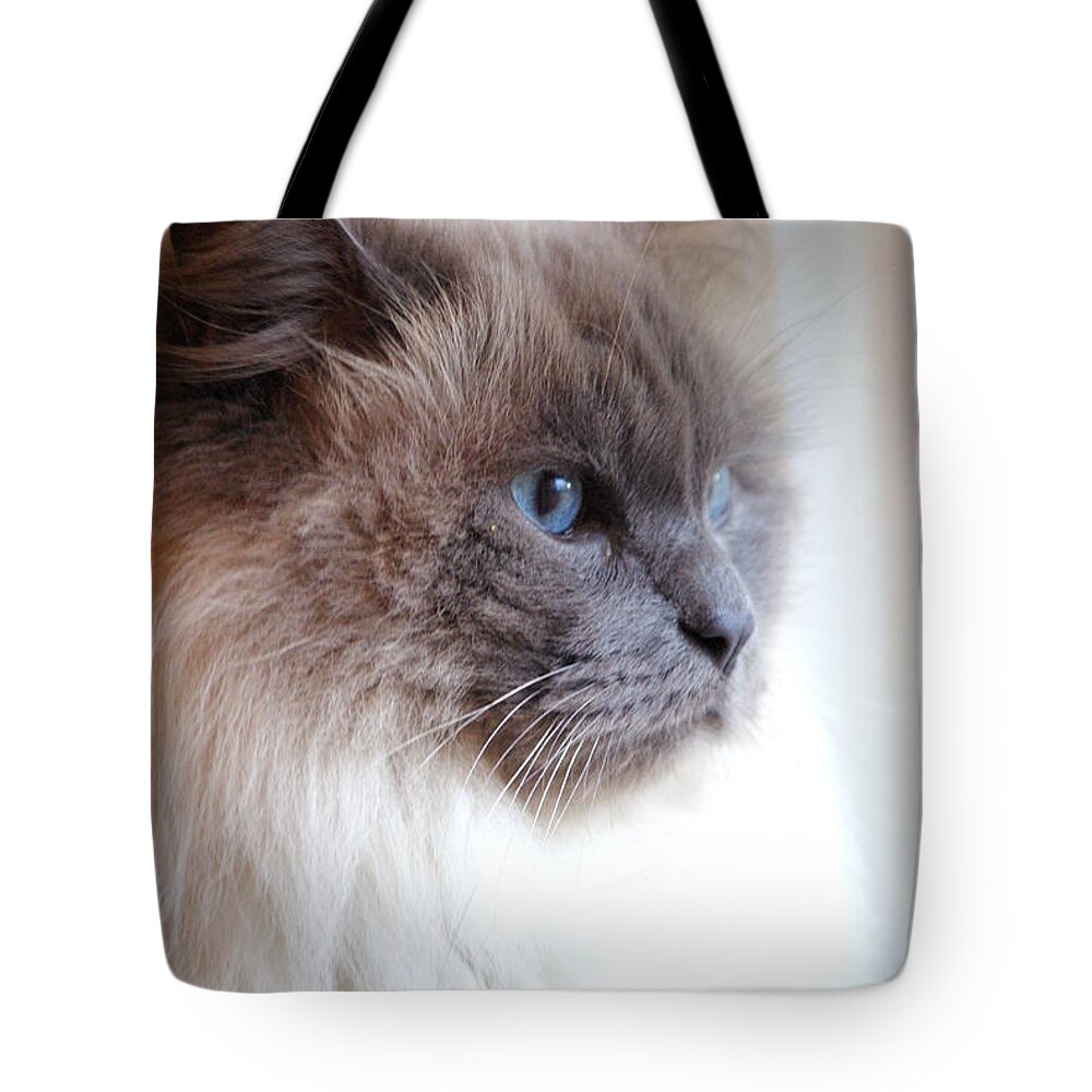 Cat Tote Bag featuring the photograph Still Waiting by Cindy Johnston