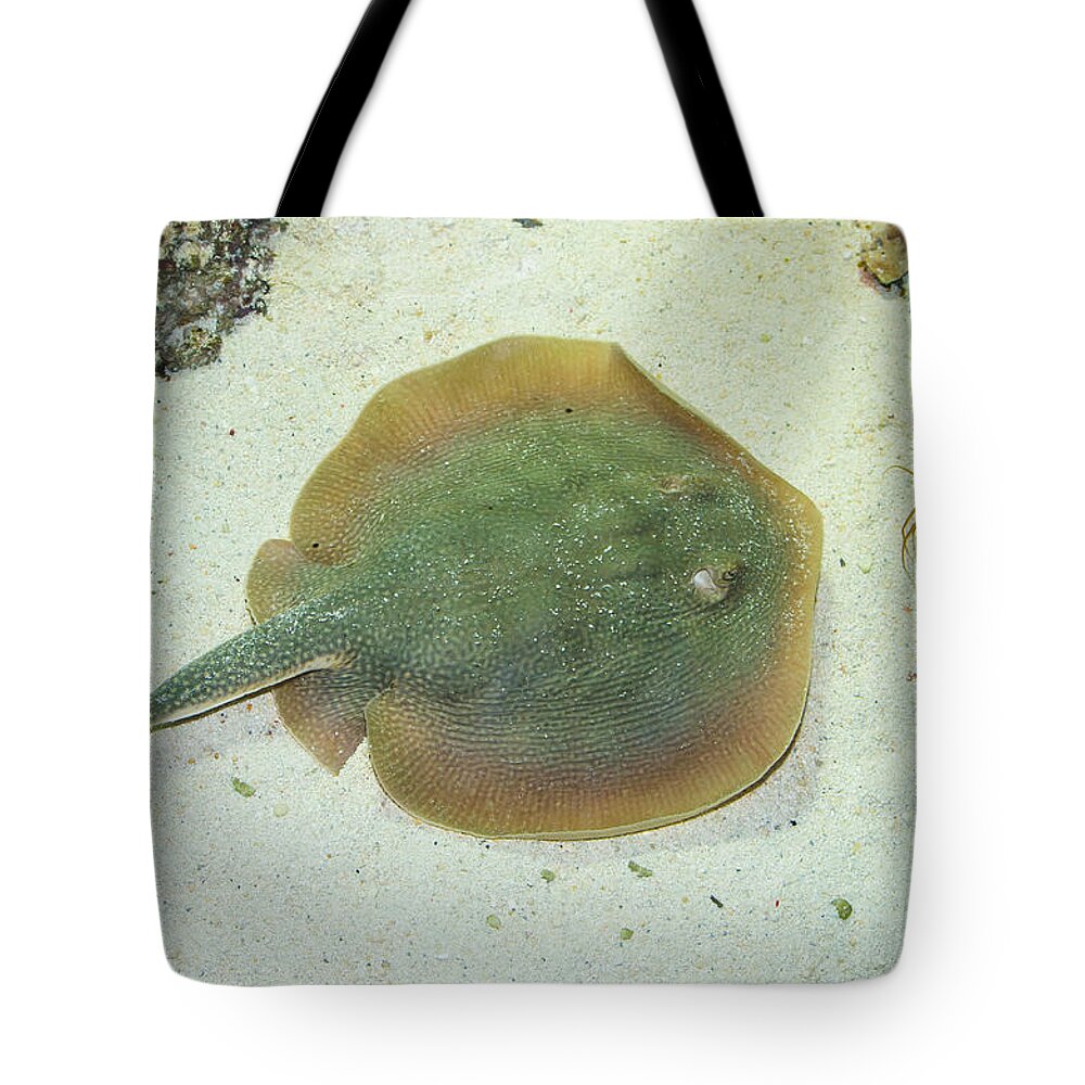 Stingray Tote Bag featuring the photograph Stingray by Andreas Berthold