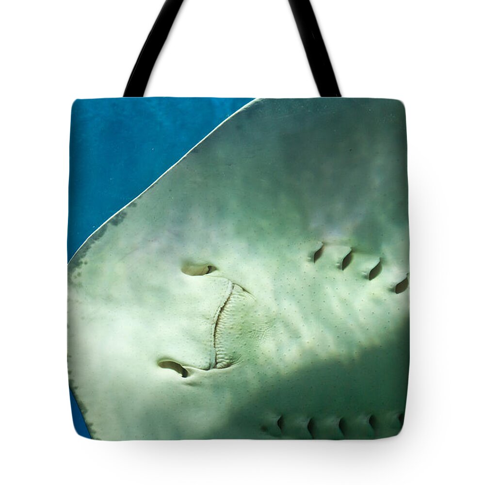 Sting Ray Tote Bag featuring the photograph Stingray face by Eti Reid