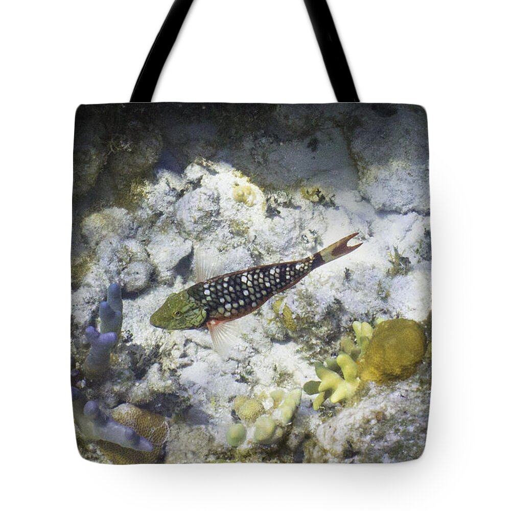 Fish Tote Bag featuring the photograph Stop Look and Listen by Lynne Browne