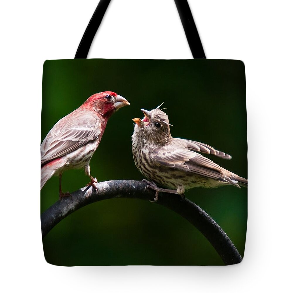 Purple Finch Tote Bag featuring the photograph Stop playing dad. give it to me by Robert L Jackson