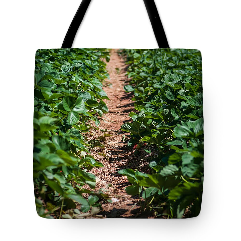Agricultural Tote Bag featuring the photograph Strawberry Farm Field by Alex Grichenko