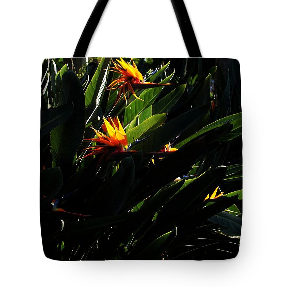 Strelitzia Tote Bag featuring the photograph Strelitzia the Crane Flower by Zinvolle Art