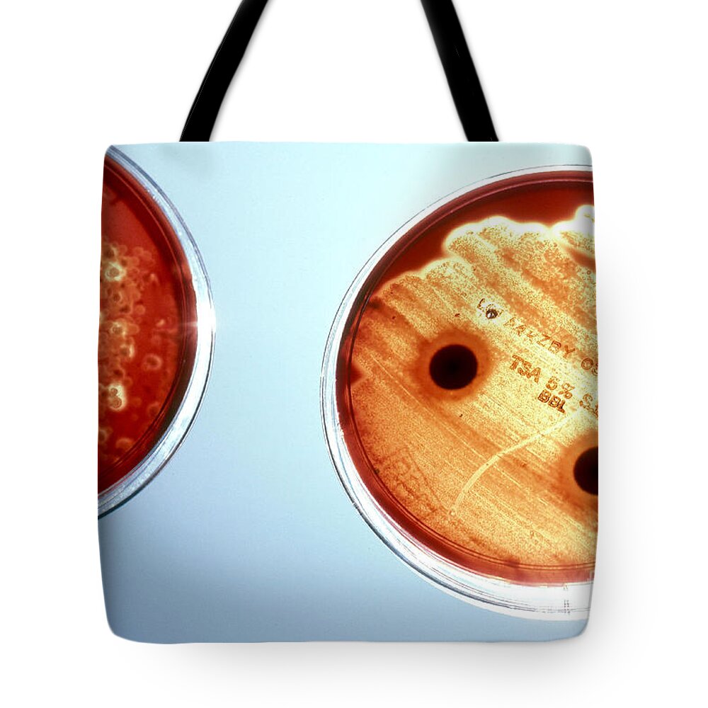 Agar Plate Tote Bag featuring the photograph Streptococcus Pyogenes by Van D. Bucher