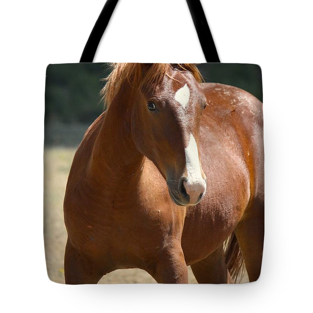 Horse Tote Bag featuring the photograph Strike a Pose by Veronica Batterson