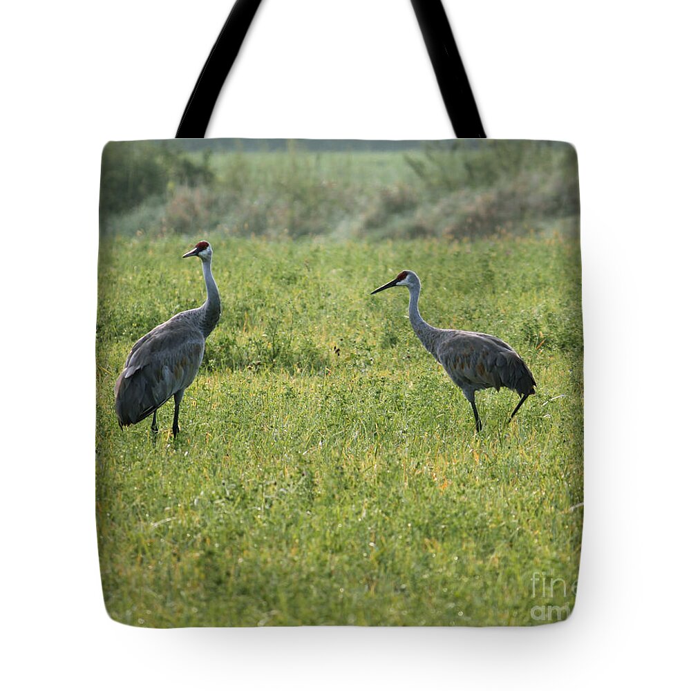 Sandhill Crane Tote Bag featuring the photograph Strolling Cranes by Debbie Hart